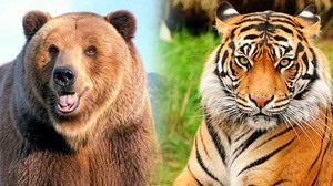 Cine este mai puternic decât un leu sau un urs sau un tigru prezintă tactica unui animal