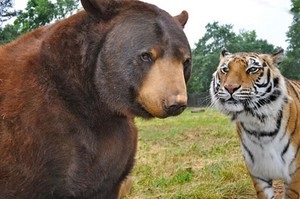 Cine este mai puternic decât un leu sau un urs sau un tigru prezintă tactica unui animal