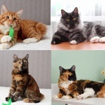 Kurilian Bobtails pisică și pisoi în Novosibirsk