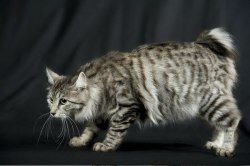 Kurilian Bobtail - descrierea rasei, prețul și fotografia unei pisici