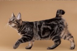 Kurilian Bobtail - descrierea rasei, prețul și fotografia unei pisici
