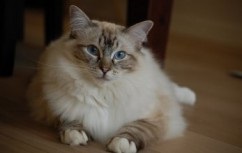 Kurilian Bobtail - descrierea rasei, prețul și fotografia unei pisici