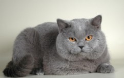 Kurilian Bobtail - descrierea rasei, prețul și fotografia unei pisici