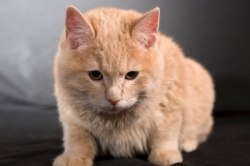 Kurilian Bobtail - descrierea rasei, prețul și fotografia unei pisici