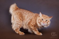 Kurilian Bobtail - descrierea rasei, prețul și fotografia unei pisici