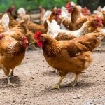 Csirkék Rhodonite termelékenységet, különösen tenyésztés