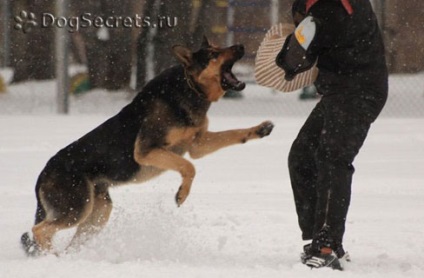 Cursuri pentru câini oct, zks (taxă de protecție), yugas (câine gestionat de oraș)