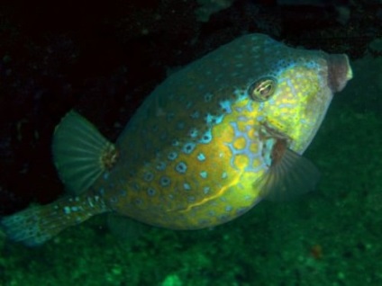 Sárga boxfish vagy hal box (latin: