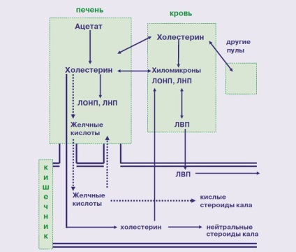 Proprietăți terapeutice ale fibrelor dietetice