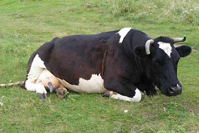 Tratamentul cetozei de vaci