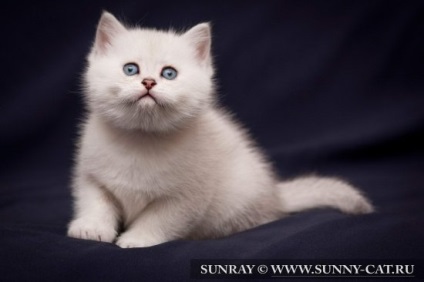 Leopold - o poreclă solidă pentru pisica jucătoare persană (per) pisică - culoare roșie (d 33),