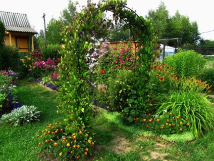 Lianas pentru grădină, kobei, mazare dulce, hamei, glorie dimineață, vederi, fotografii și videoclipuri