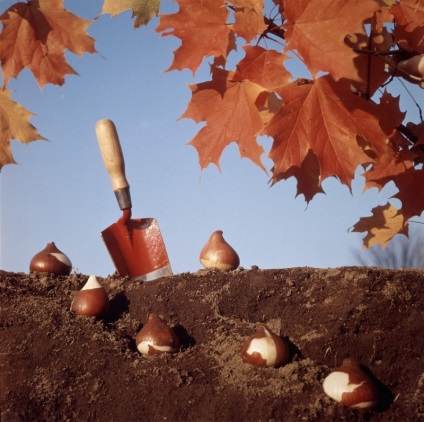Лунният календар кога да засадят лалета и други луковици през есента