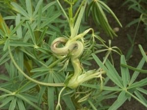 Lupin plantare perena si descriere fotografie a plantei, cum arata, varietati, cand si cum sa plantezi