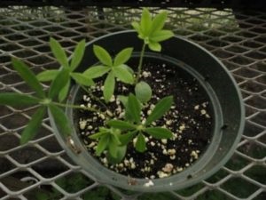 Lupin plantare perena si descriere fotografie a plantei, cum arata, varietati, cand si cum sa plantezi