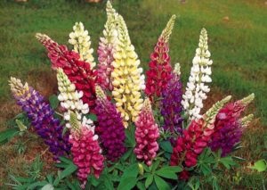 Lupin plantare perena si descriere fotografie a plantei, cum arata, varietati, cand si cum sa plantezi