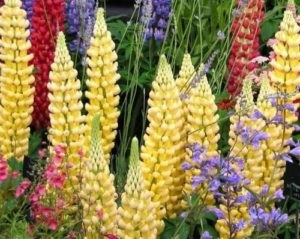 Lupin plantare perena si descriere fotografie a plantei, cum arata, varietati, cand si cum sa plantezi