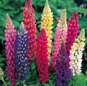 Lupin plantare perena si descriere fotografie a plantei, cum arata, varietati, cand si cum sa plantezi