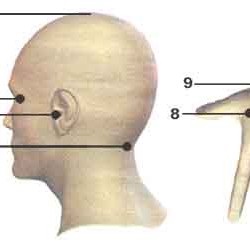 Masszázs, hideg akupunktúrás pontok az orr, az arc, a test, mind a sinus