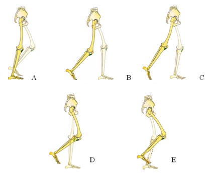 Mecanismul mișcărilor musculare implicate în mersul pe jos este clinica doctorului Nikonov