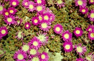 Mesembryanthemum - leírás, termesztés, fotó, univerzális portál