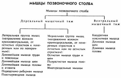 Muschii din coloana vertebrală