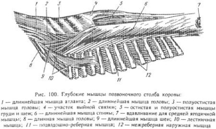 Mușchii coloanei vertebrale la animale (partea 1) - totul despre medicina veterinară