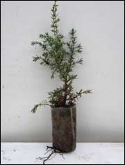 Juniper de formare a coroanei și butașii