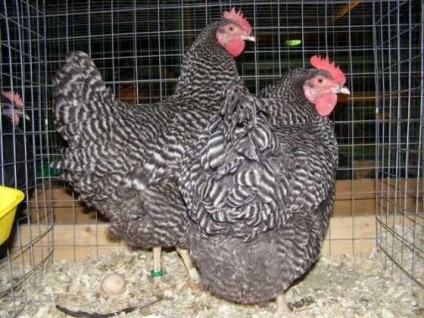 A hús és tojás csirke fajta, mezőgazdasági telek