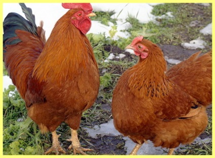 A hús és tojás csirke fajta, mezőgazdasági telek