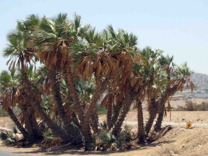 Italok Hurghada