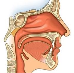 Az orr és a száj - okai, tünetei és kezelése