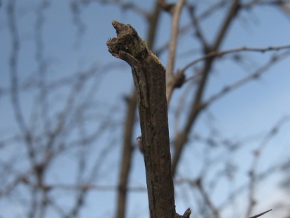 Metszés fák és cserjék a tavaszi metszési módok és eszközök