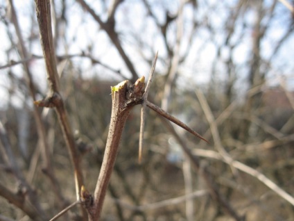 Tăierea arborilor și arbuștilor în moduri de primăvară și tehnici de tăiere