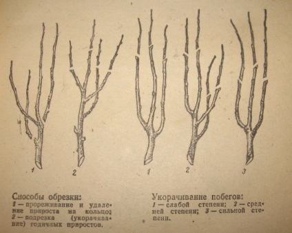 Metszés fák és cserjék a tavaszi metszési módok és eszközök