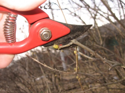 Tăierea arborilor și arbuștilor în moduri de primăvară și tehnici de tăiere