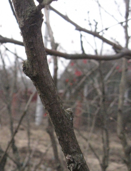 Tăierea arborilor și arbuștilor în moduri de primăvară și tehnici de tăiere