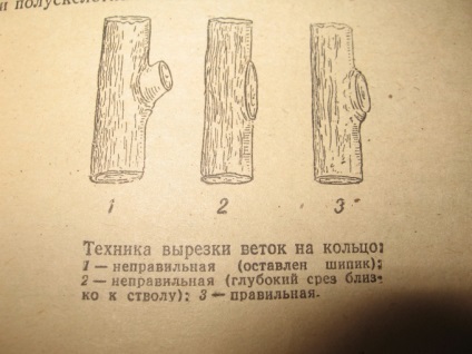 Tăierea arborilor și arbuștilor în moduri de primăvară și tehnici de tăiere