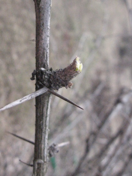 Tăierea arborilor și arbuștilor în moduri de primăvară și tehnici de tăiere