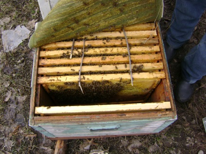Antrenarea albinelor de iernare de albine