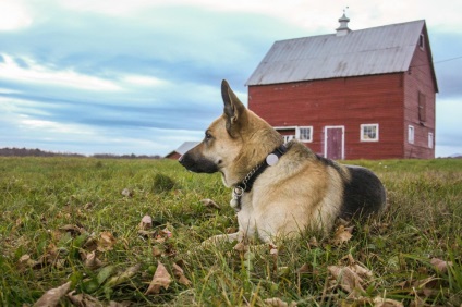 Revizuirea activității de urmărire a fluierului pentru câini
