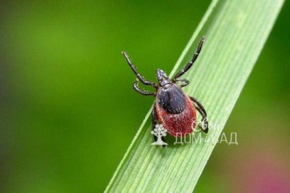 Pericole în pădure cu atenție, bifați! Ce arata o bifurca, ce sa faca dupa o muscatura