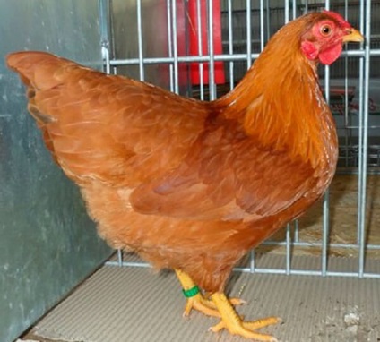 Kacagópuszta fajta csirkék - egy leírást a tartalmat, fotók és videók