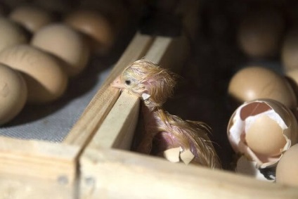 Kacagópuszta fajta csirkék - egy leírást a tartalmat, fotók és videók