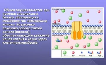 Caracteristicile organizării structurale a membranei celulare externe (plasmolemma)