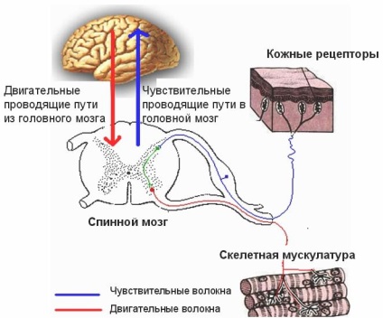 Caracteristicile de formare pentru începători - cum să se antreneze cum să pompeze mușchii pe tot portalul