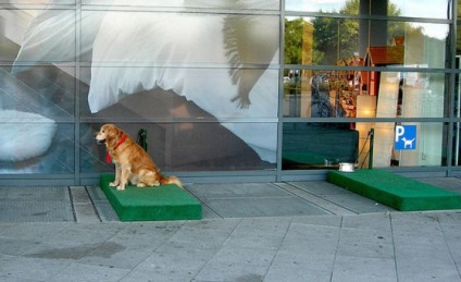 Parcare pentru câini în magazine ikea - vegan