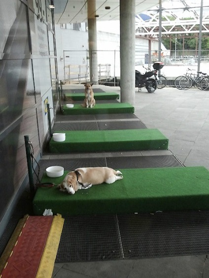 Parkolási lehetőség kutyák számára az ikea - vegan üzletekben
