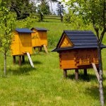 Apicultura pe timp de iarnă cum să aibă grijă de albine