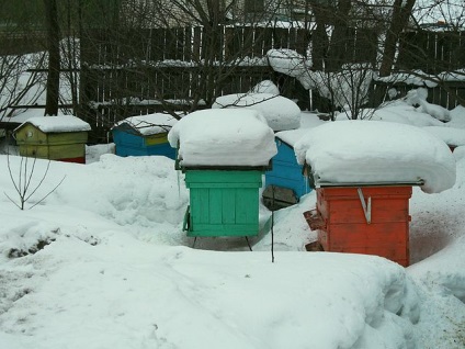 Apicultura pe timp de iarnă cum să aibă grijă de albine